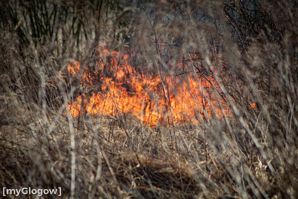 Płoną trawy i nieużytki
