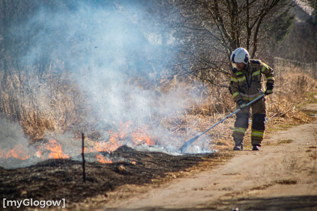 Płoną trawy i nieużytki