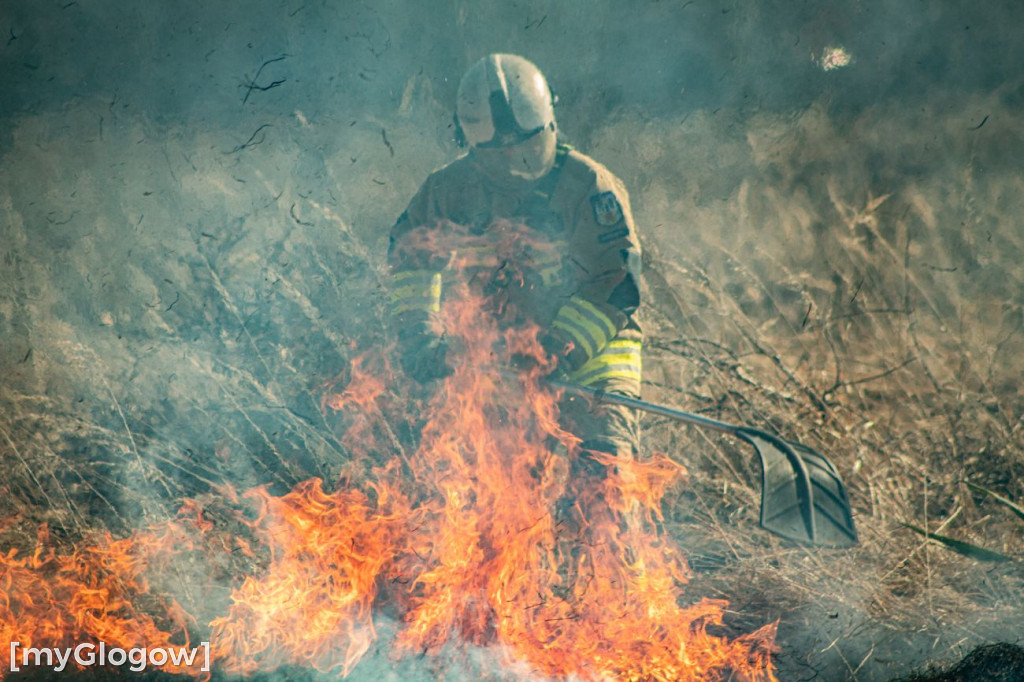 Płoną trawy i nieużytki