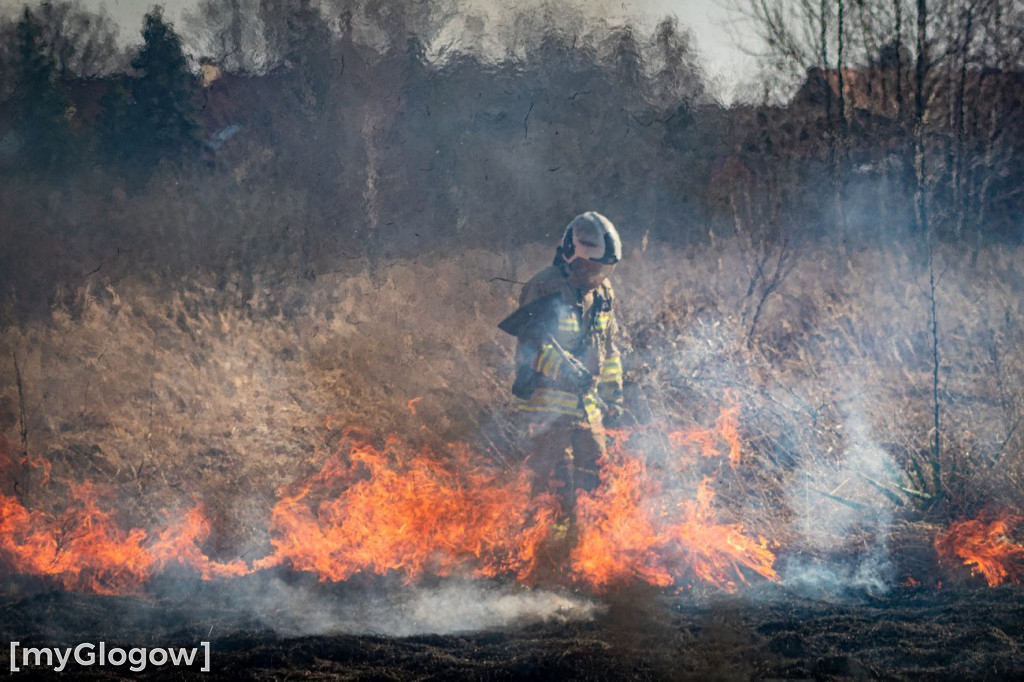 Płoną trawy i nieużytki