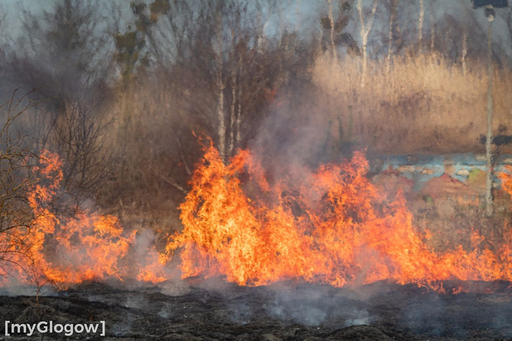 Płoną trawy i nieużytki