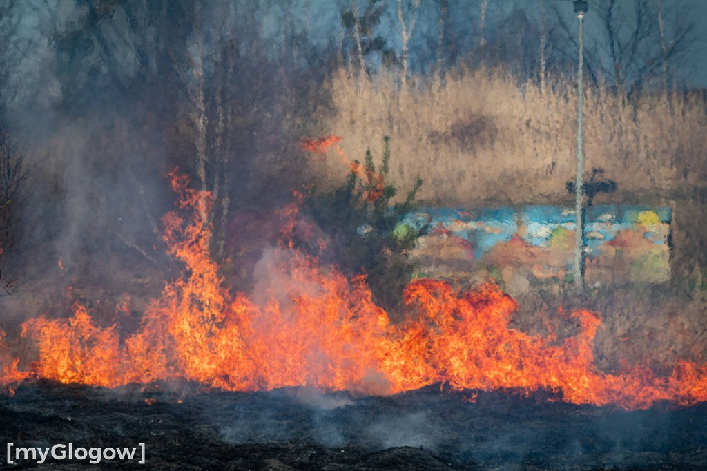 Płoną trawy i nieużytki