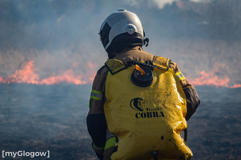 Płoną trawy i nieużytki