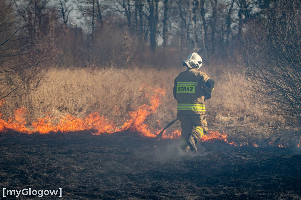 Płoną trawy i nieużytki