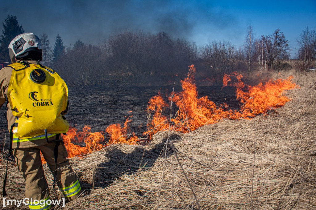 Płoną trawy i nieużytki