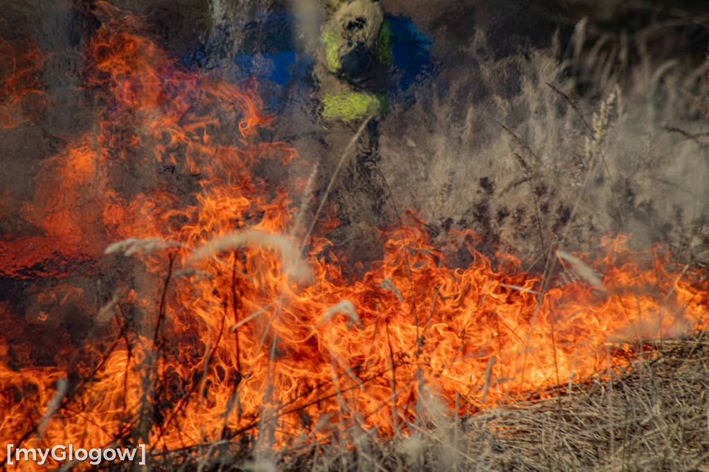 Płoną trawy i nieużytki