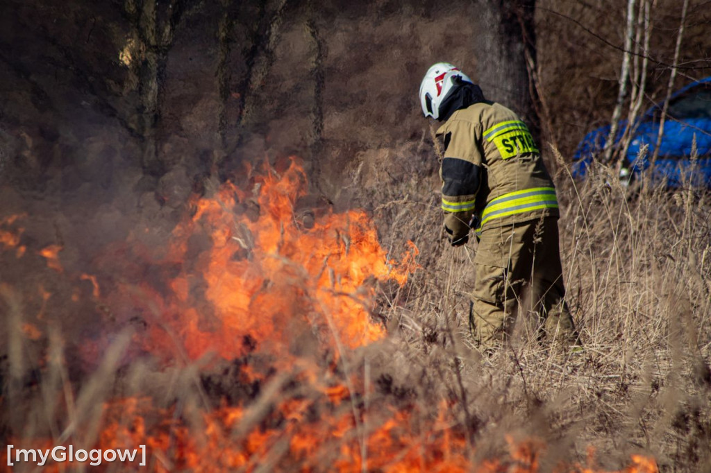 Płoną trawy i nieużytki