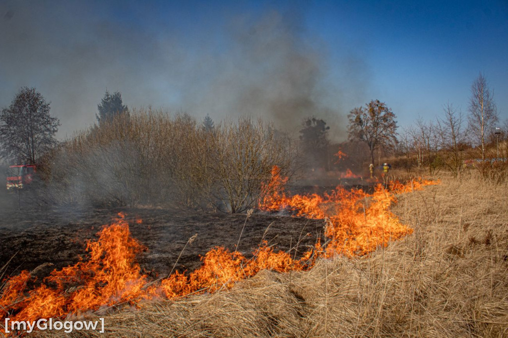 Płoną trawy i nieużytki