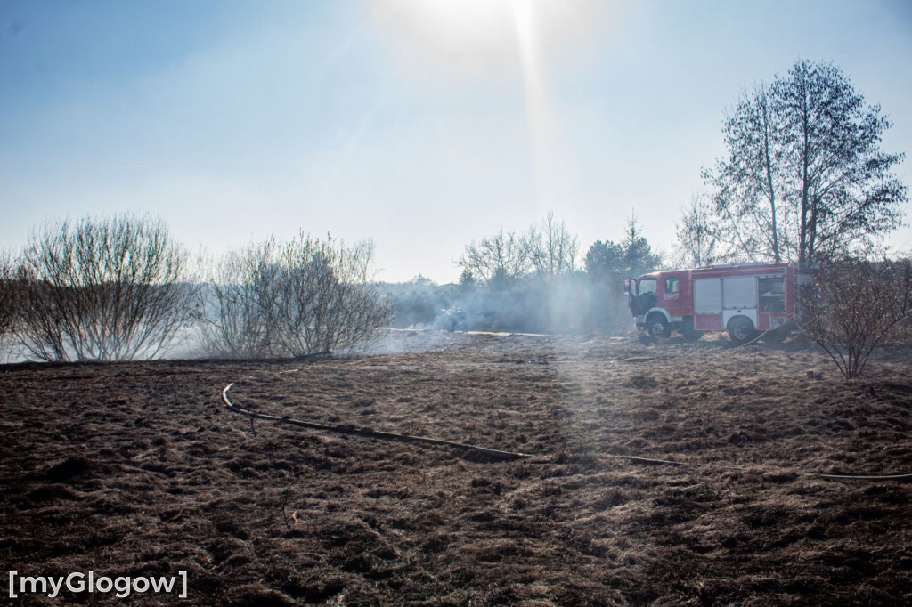 Płoną trawy i nieużytki