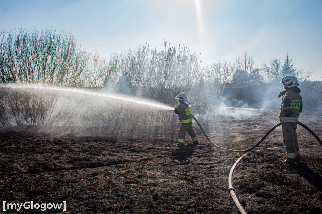 Płoną trawy i nieużytki