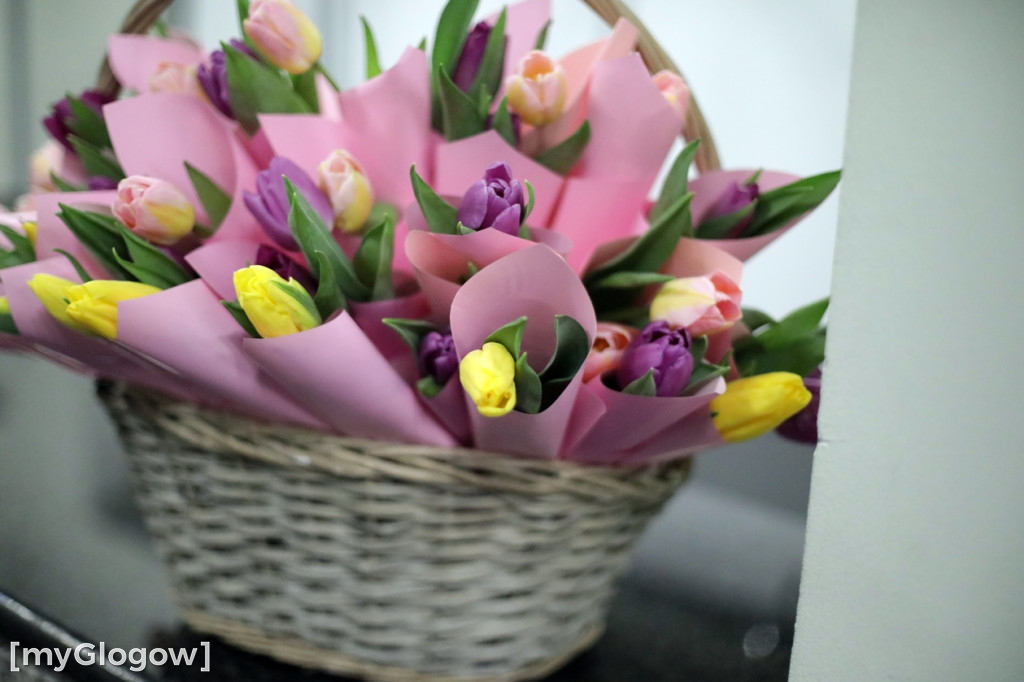 Każda kobieta z tulipanem od starosty