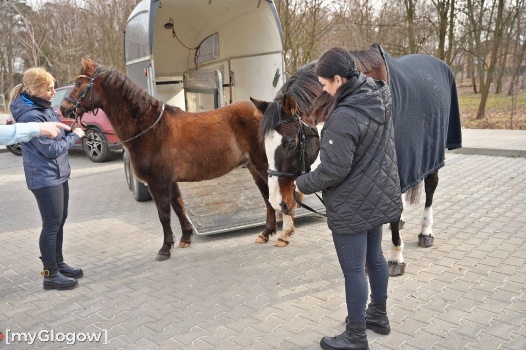 Konie w Hospicjum Głogowskim