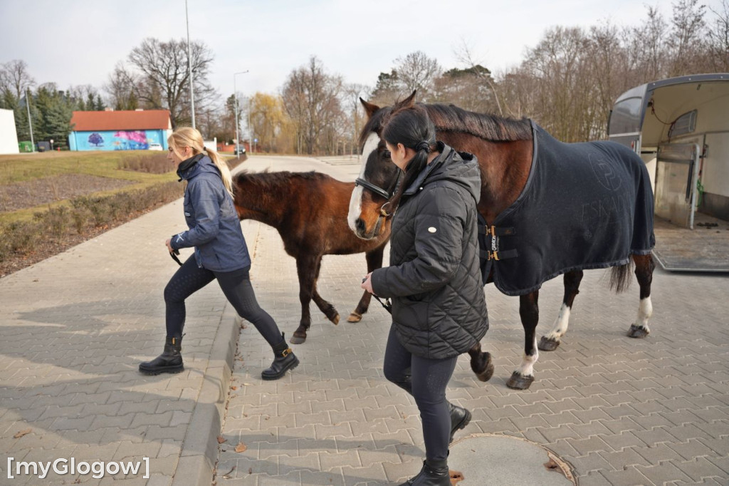Konie w Hospicjum Głogowskim