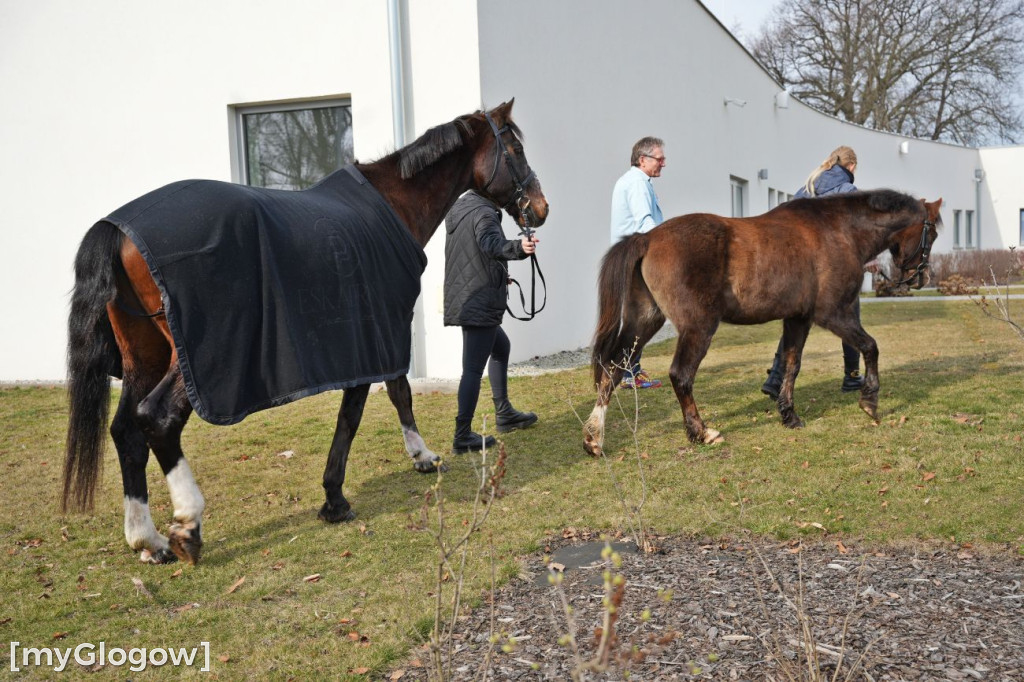 Konie w Hospicjum Głogowskim