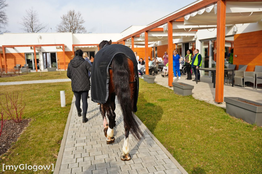 Konie w Hospicjum Głogowskim