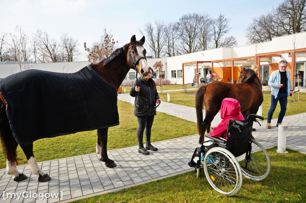 Konie w Hospicjum Głogowskim