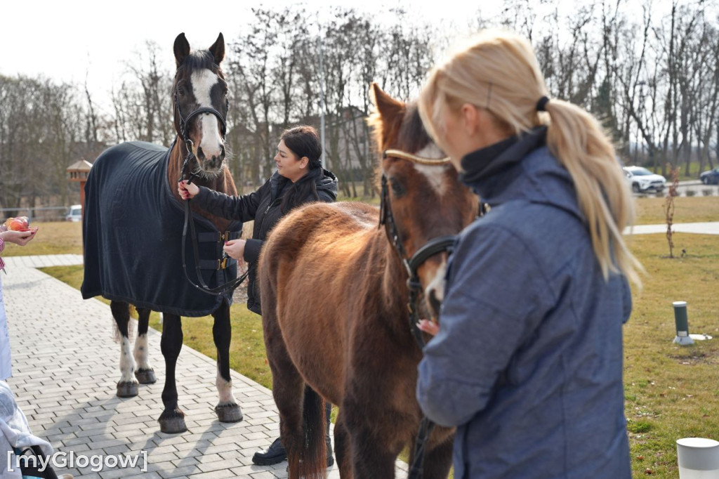 Konie w Hospicjum Głogowskim