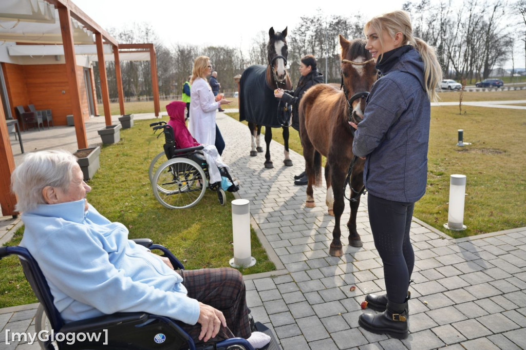 Konie w Hospicjum Głogowskim