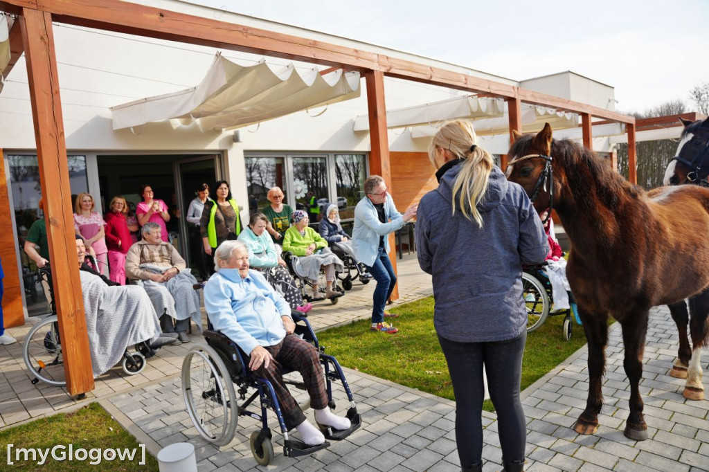 Konie w Hospicjum Głogowskim