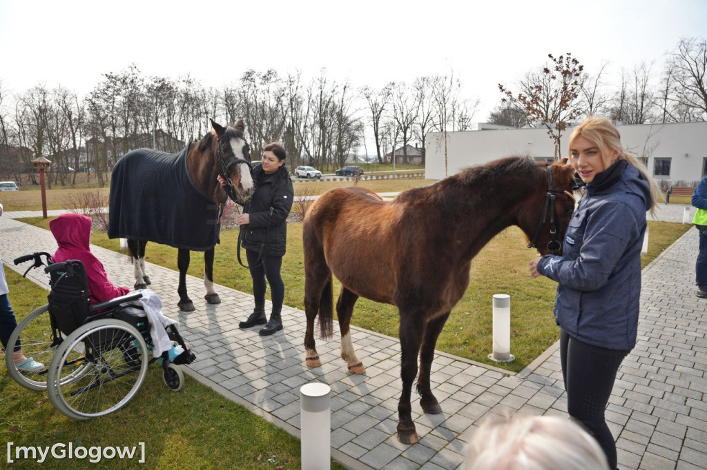 Konie w Hospicjum Głogowskim