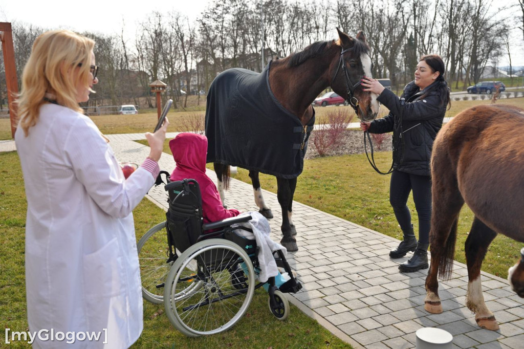 Konie w Hospicjum Głogowskim