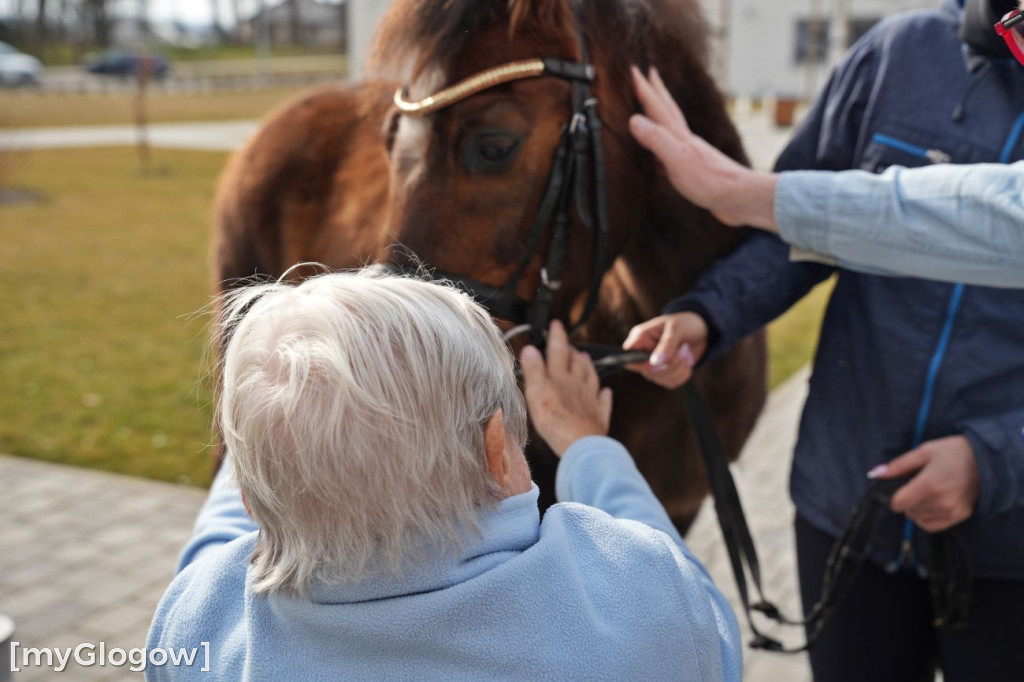 Konie w Hospicjum Głogowskim