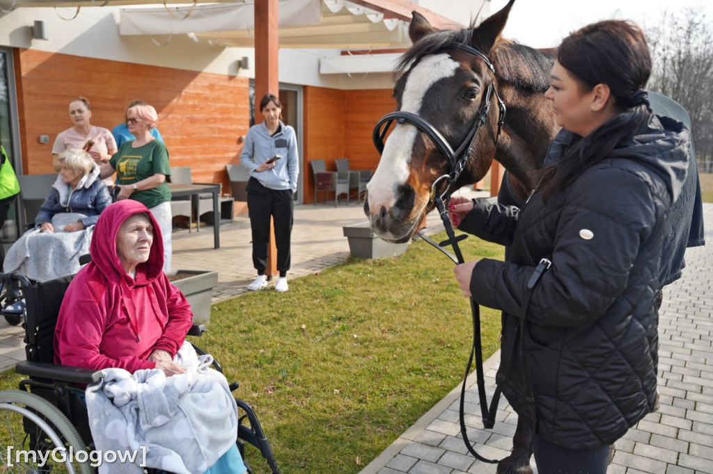 Konie w Hospicjum Głogowskim