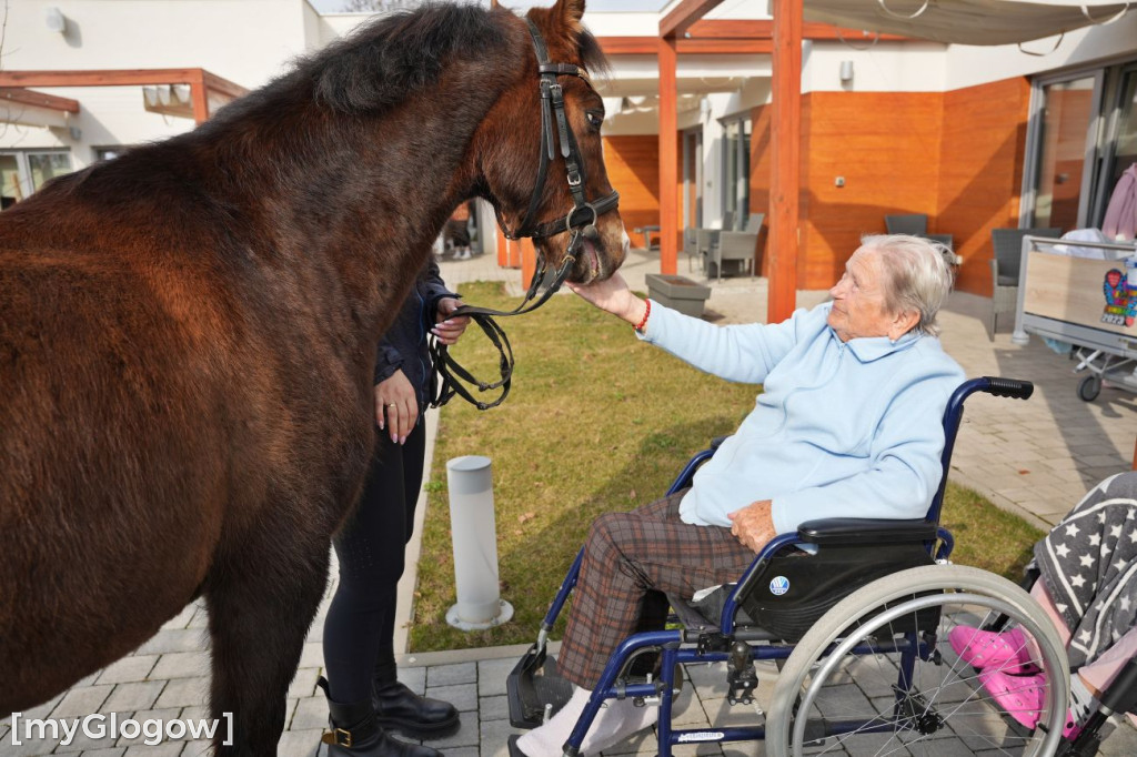 Konie w Hospicjum Głogowskim