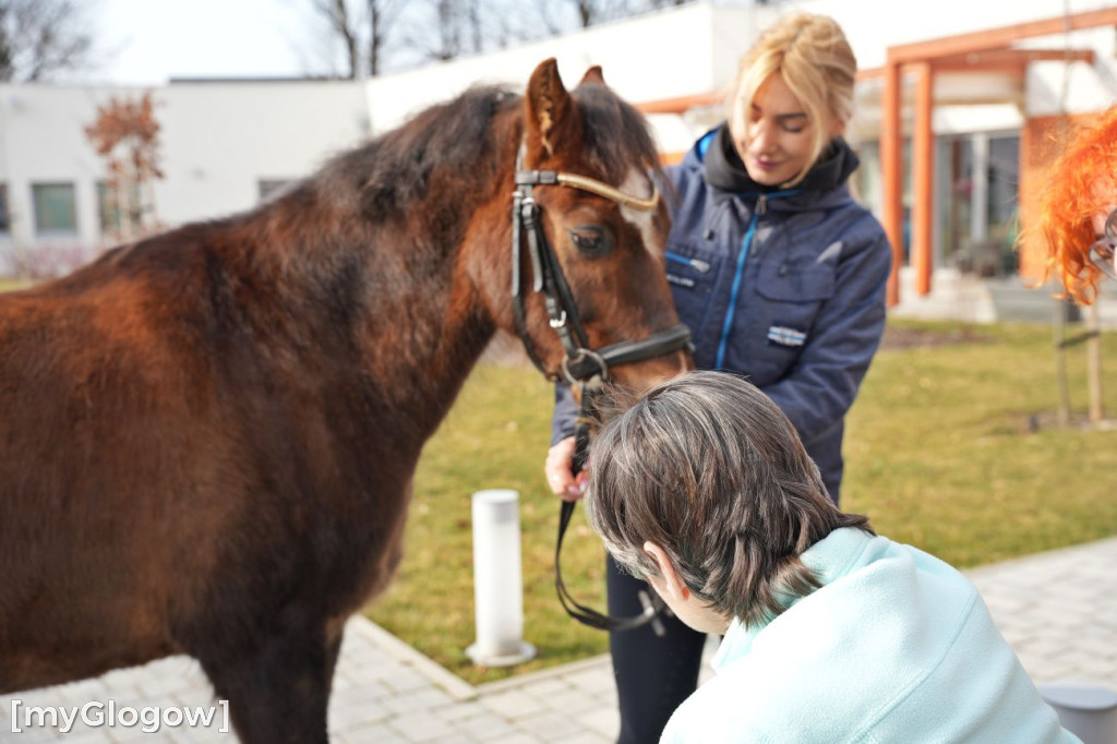 Konie w Hospicjum Głogowskim