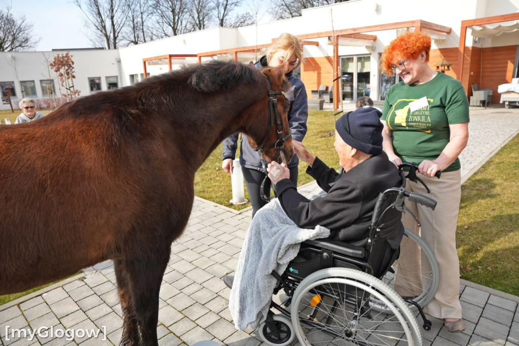 Konie w Hospicjum Głogowskim
