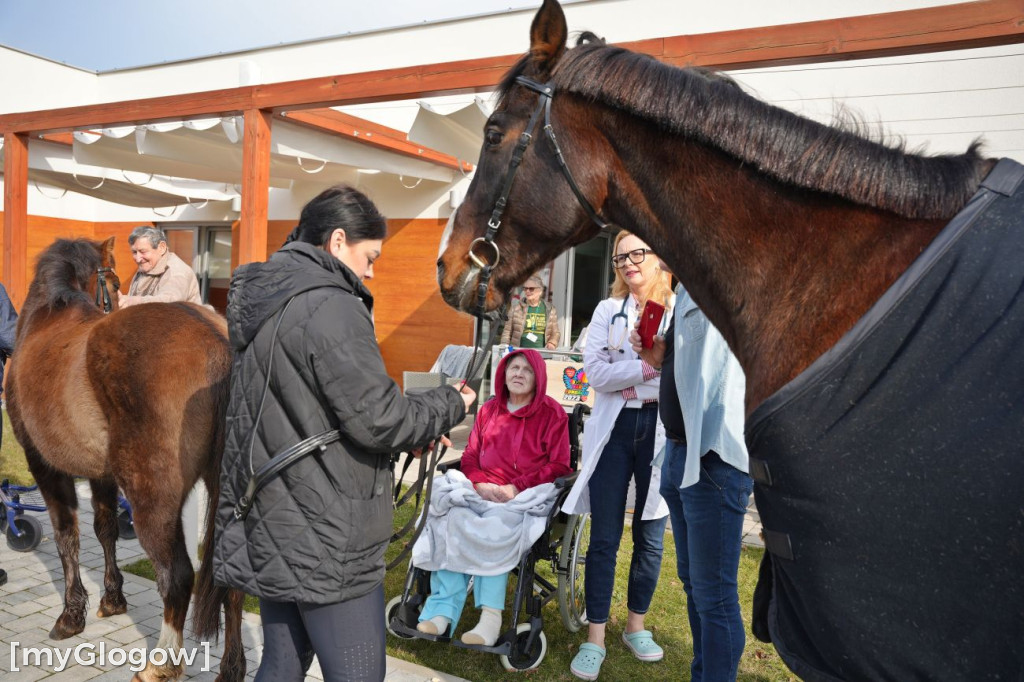 Konie w Hospicjum Głogowskim