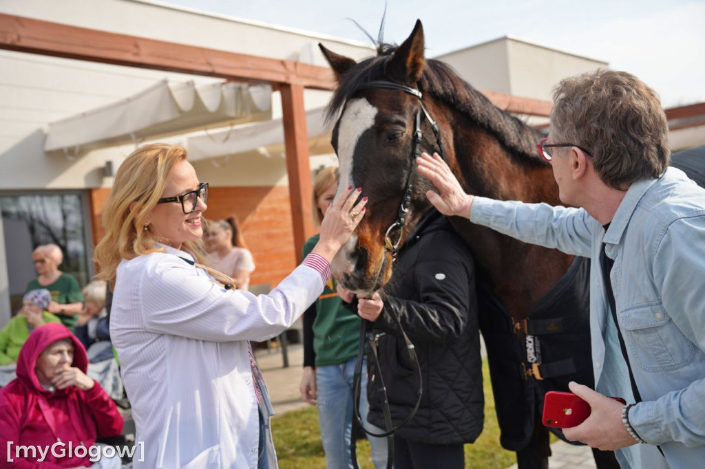 Konie w Hospicjum Głogowskim
