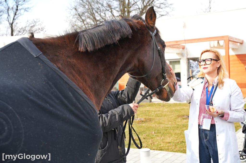 Konie w Hospicjum Głogowskim