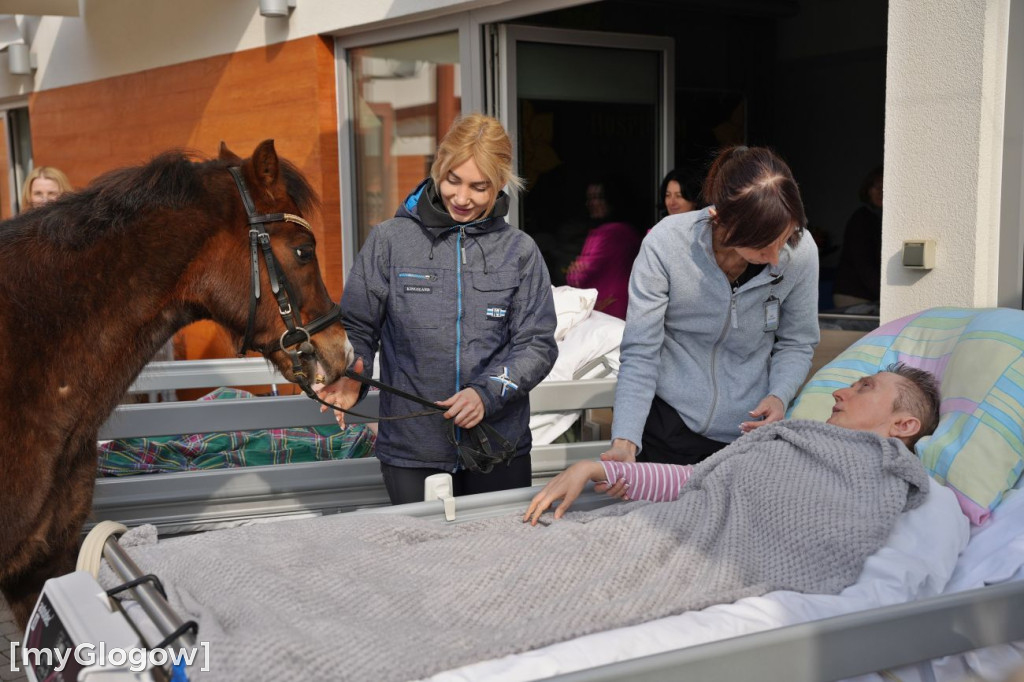 Konie w Hospicjum Głogowskim