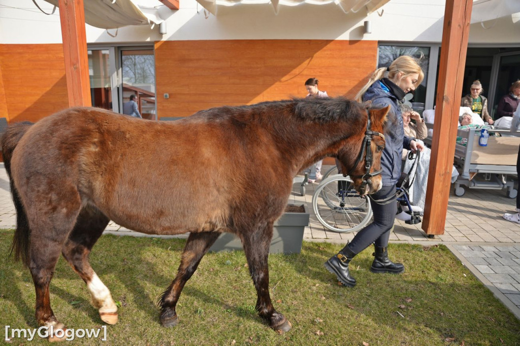 Konie w Hospicjum Głogowskim