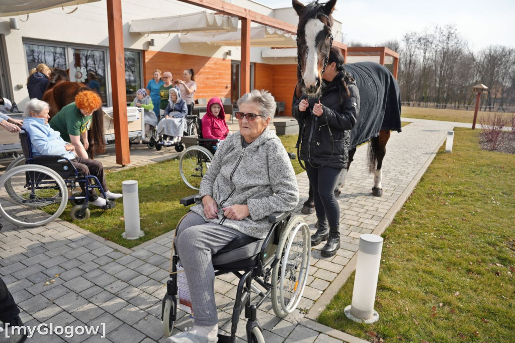 Konie w Hospicjum Głogowskim