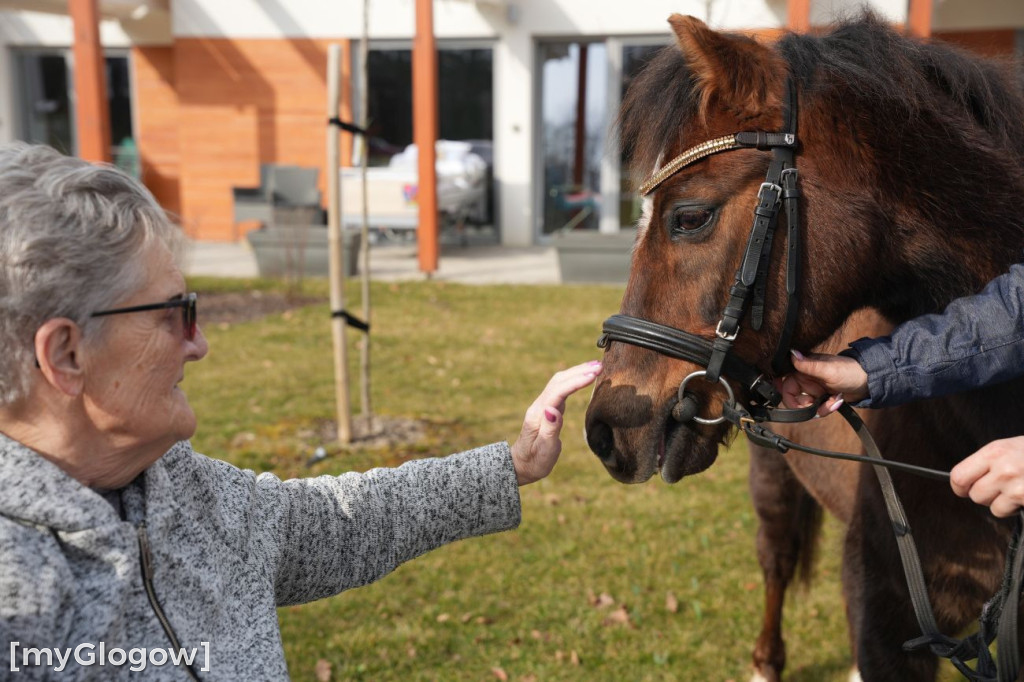 Konie w Hospicjum Głogowskim