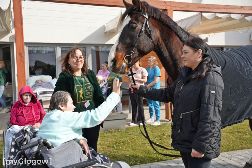 Konie w Hospicjum Głogowskim