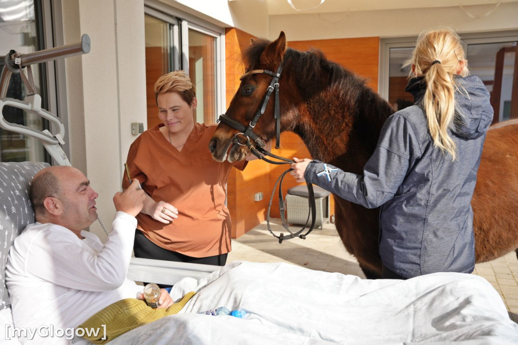 Konie w Hospicjum Głogowskim