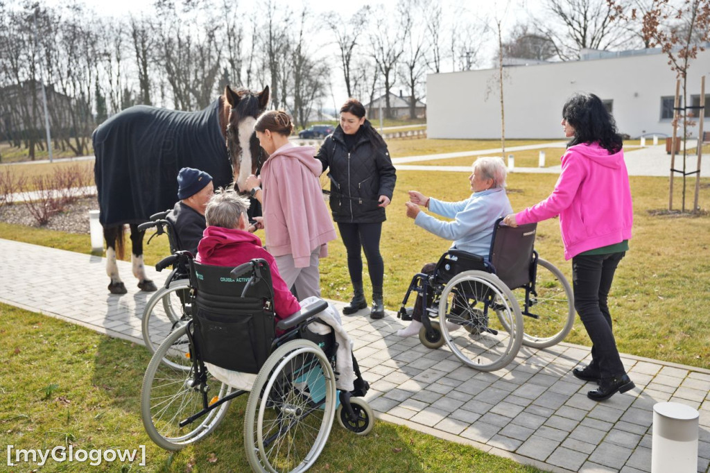 Konie w Hospicjum Głogowskim