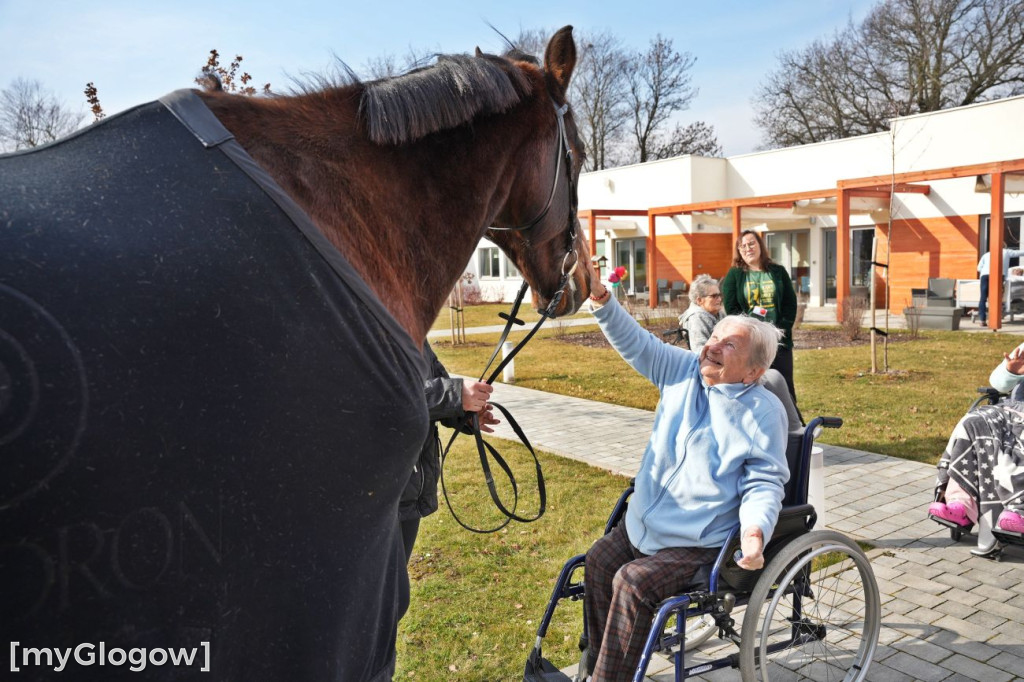 Konie w Hospicjum Głogowskim