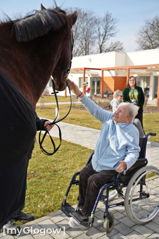 Konie w Hospicjum Głogowskim