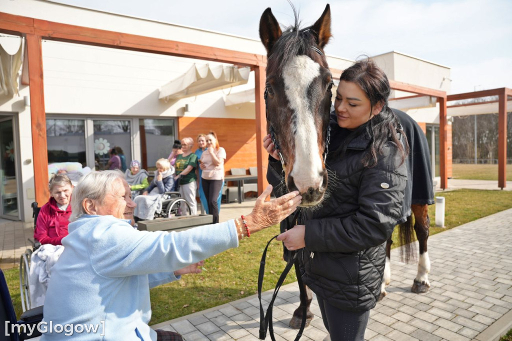 Konie w Hospicjum Głogowskim