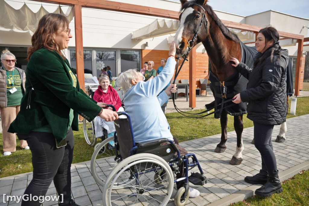 Konie w Hospicjum Głogowskim