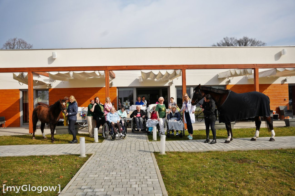 Konie w Hospicjum Głogowskim