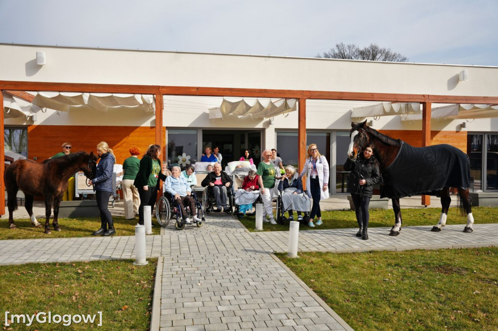 Konie w Hospicjum Głogowskim