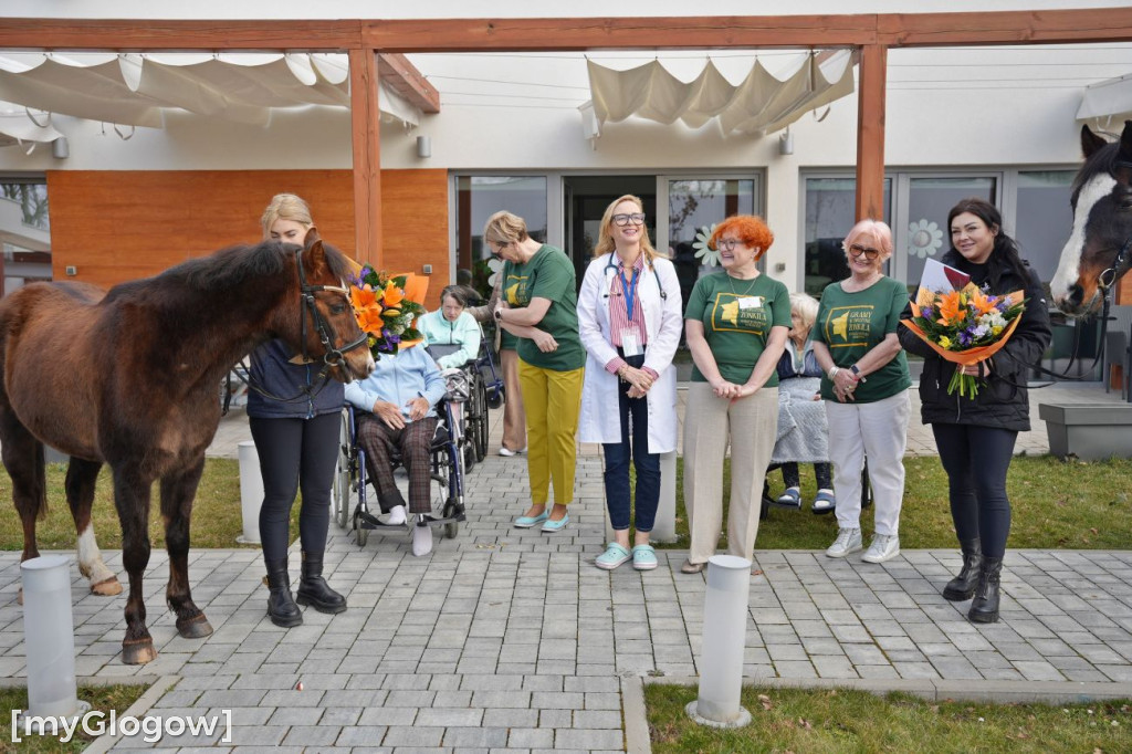 Konie w Hospicjum Głogowskim