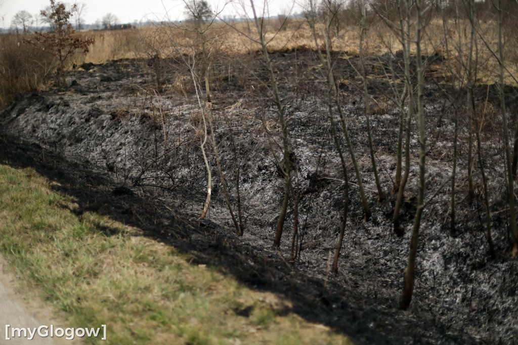 Pożar traw w gminie Pęcław