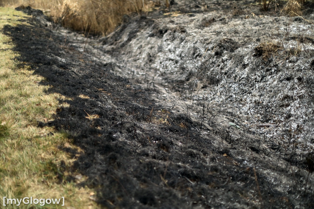 Pożar traw w gminie Pęcław