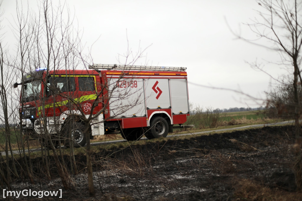 Pożar traw w gminie Pęcław